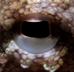 Close up of an Octopus eye. by Jo Watson 